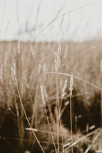 Cargar imagen en el visor de la galería, Pastizales, Peru